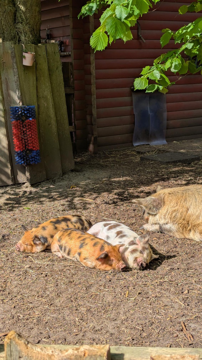 Zoo4.jpg