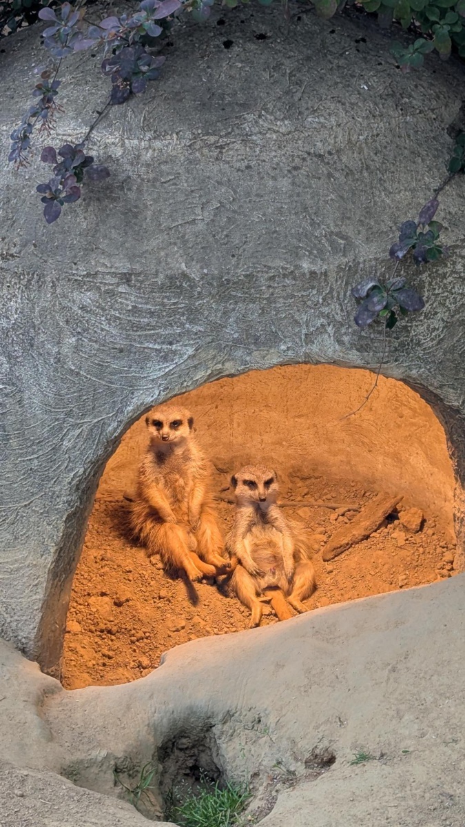 Zoo5.jpg